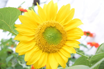 Naklejka premium Sunflower close-up
