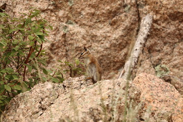 Chipmunk perched on a rock