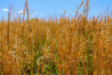 golden wheat field