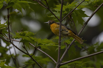 Baltimore Oriole Sitting In a Tree