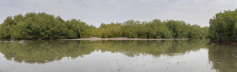 The mangroves and mud flats of Ciénaga De Tesca, near Cartagena, Colombia