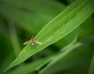 Fly on a green leaf