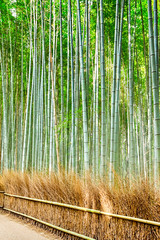 Oriental Travel Destinations. Green Sagano Bamboo Forest in Japan.