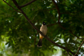 bulbul on the branch