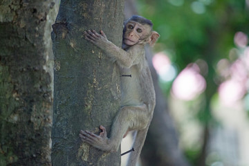 可愛いサル