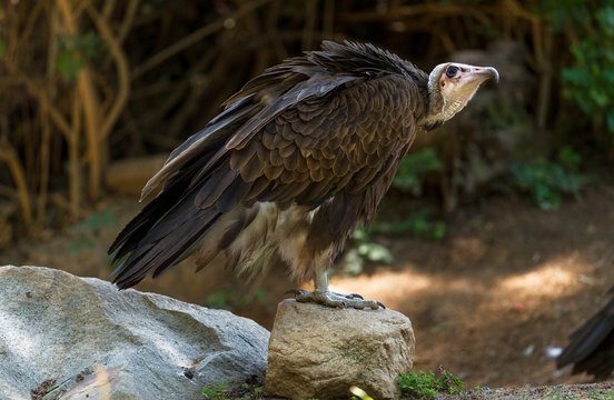 Eurasian griffon vulture - Wikipedia