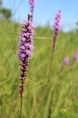 Marsh blazingstar at Illinois Beach State Park