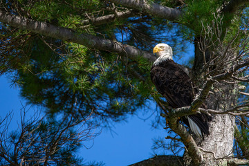 Bald Eagle (Haliaeetus leucocephalus) perching on branch looking for fish on the Rainbow Flowage in northern Wisconsin