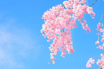 Pink weeping cherry blossoms in full bloom with blue sky. 