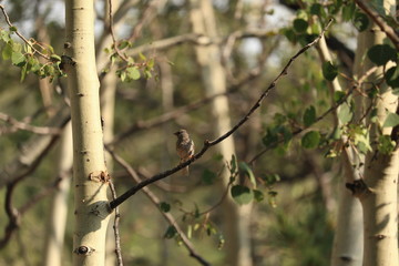 Songbird perched on a branch
