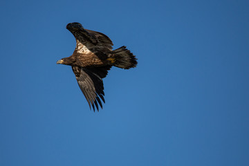 Immature Bald Eagle (Haliaeetus leucocephalus) flying in a blue sky in Northern Wisconsin