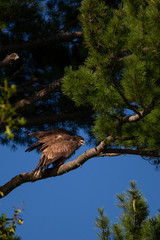 Immature Bald Eagle (Haliaeetus leucocephalus) perching in a pine tree in Northern Wisconsin