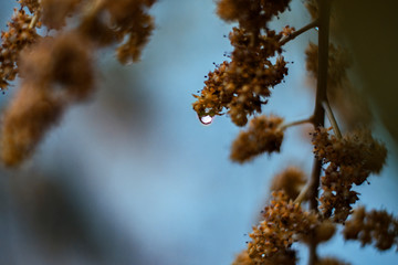 Gota