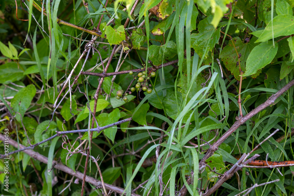 Sticker Natural wild unripe grape in the forest.