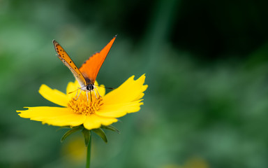 Closeup of a Copper Butterfly drinking nectar from a yellow flower. 
