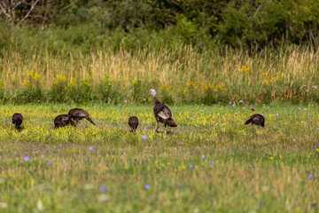 Wild turkey on the meadow