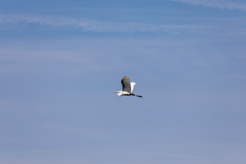 The great white egret in flight
