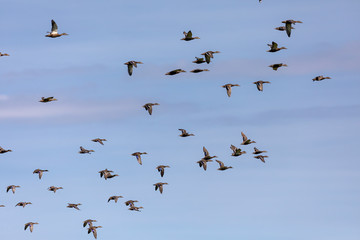 flock of mallard ducks in flight