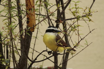 great tit parus major