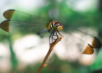 Closeup of a dragonfly perched upon a stem. 