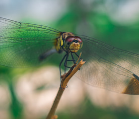 Closeup of a dragonfly perched upon a stem. 