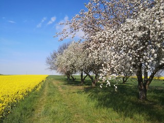 cherry blossom tree