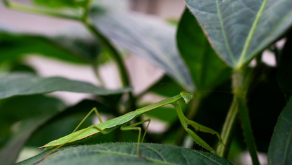 Closeup of a Praying Mantis on a leaf. 