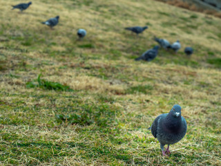 一匹狼の鳩