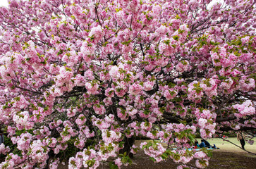 Fototapeta premium Cherry Blossom in Japan