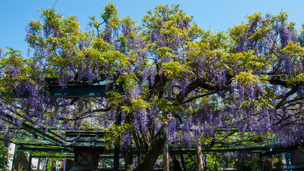 國領神社　千年乃藤