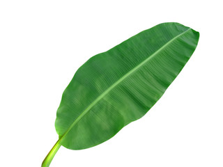 Fototapeta premium Beautiful banana leaf isolated on white background.