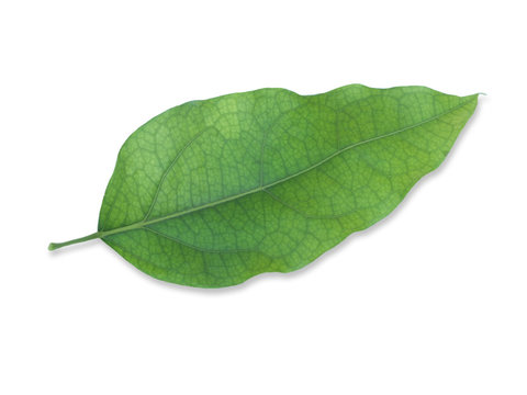 Leaves of Tiliacora triandra or Bai Ya Nang Isolated on White Background. Medicinal plants,Thai herb.