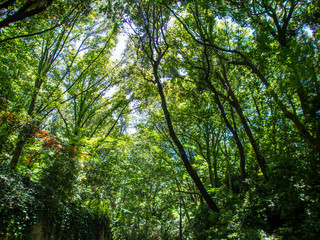 新緑の森
