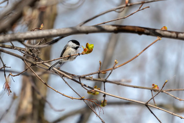 Black-Capped Chickadee sitting on a branch eating a tree bud