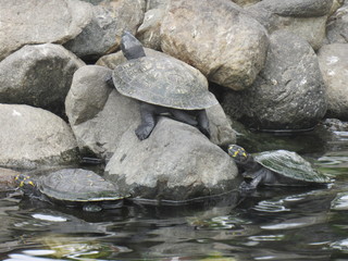 Fototapeta premium GUAYAQUIL, ECUADOR. PARQUE SEMINARIO - PARQUE DE LAS IGUANAS