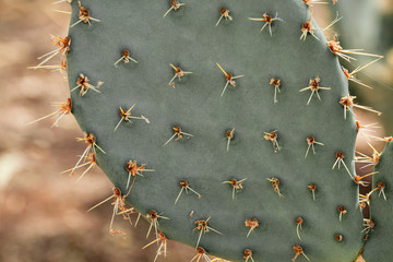 Extreme closeup of prickly pear cactus, natural succulent plant i Arizona