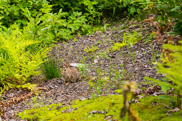 Cute rabbit in a garden