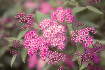 Beautiful summer garden plants