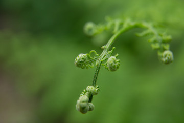 Beautiful summer garden plants