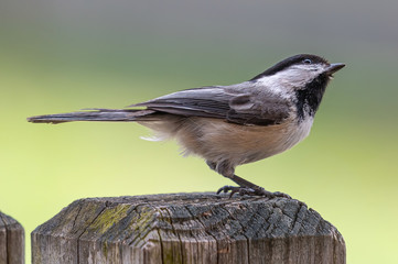 Black-Capped Chickadee Sitting on a wood post