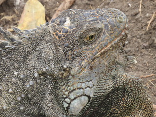 GUAYAQUIL, ECUADOR.  PARQUE SEMINARIO - PARQUE DE LAS IGUANAS