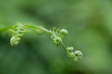 Beautiful summer garden plants