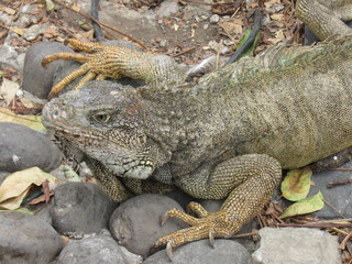 GUAYAQUIL, ECUADOR.  PARQUE SEMINARIO - PARQUE DE LAS IGUANAS