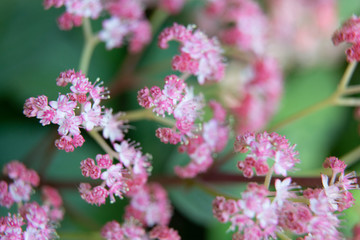 Beautiful summer garden plants