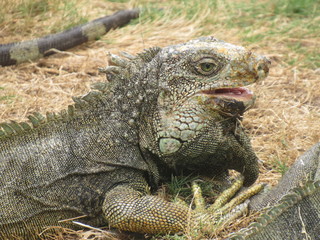 GUAYAQUIL, ECUADOR.  PARQUE SEMINARIO - PARQUE DE LAS IGUANAS