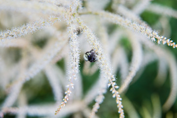 Beautiful summer garden plants