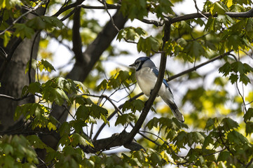 Bluejay sitting on a tree branch