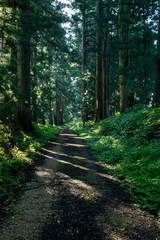 8月の夕方の日光杉並木の光と影