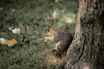 squirrel in the park