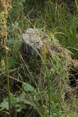 Micro ecosystem stump on the edge of a pond